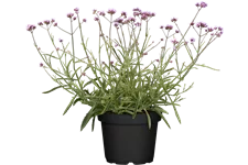 Verbena bonariensis