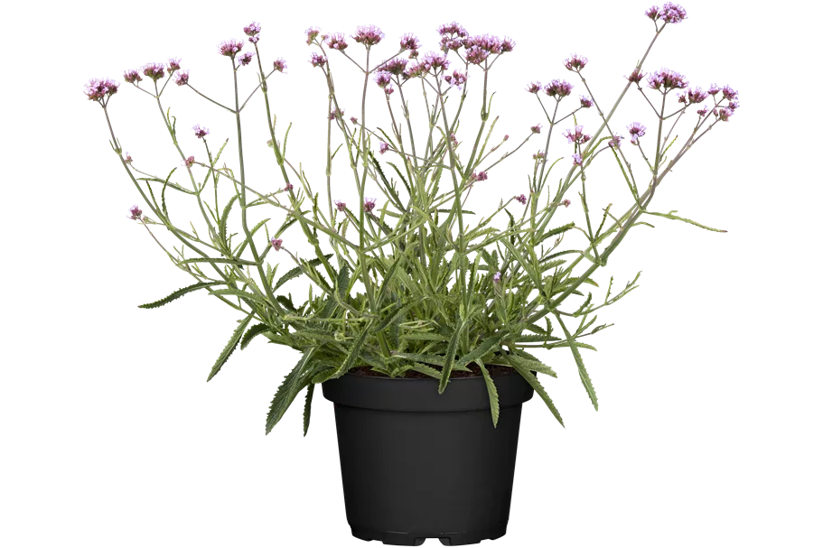 Verbena bonariensis
