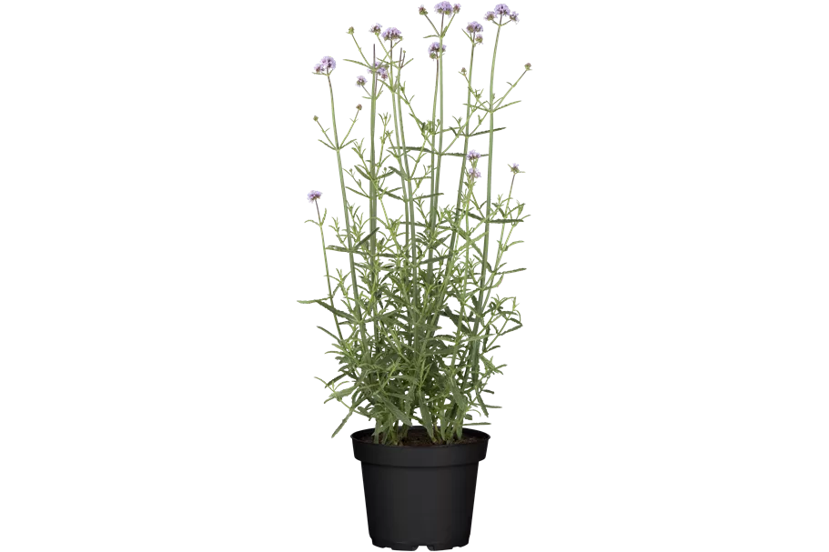 Verbena bonariensis
