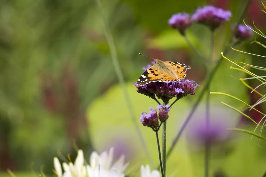 Verbena bonariensis