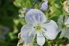 Veronica repens