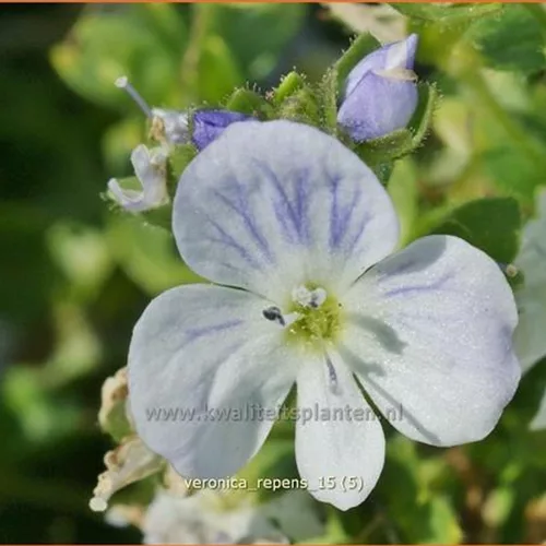 Veronica repens