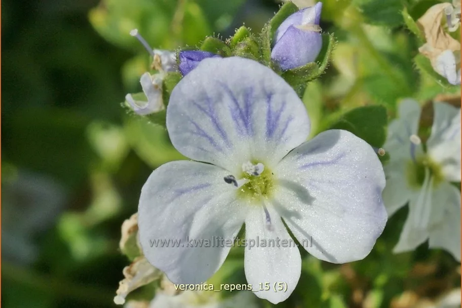 Veronica repens