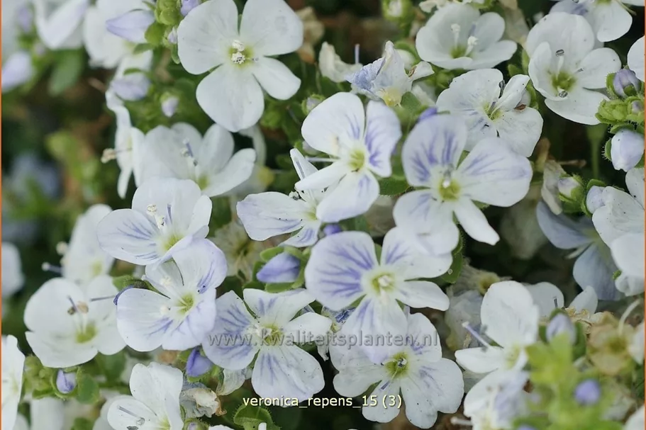 Veronica repens