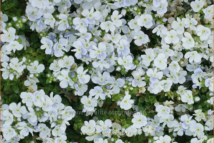 Veronica repens