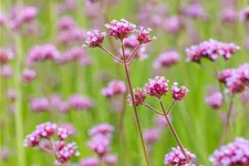 Verbena bonariensis
