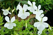Viola cornuta 'Wisley White'