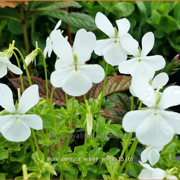 Viola cornuta 'Wisley White'