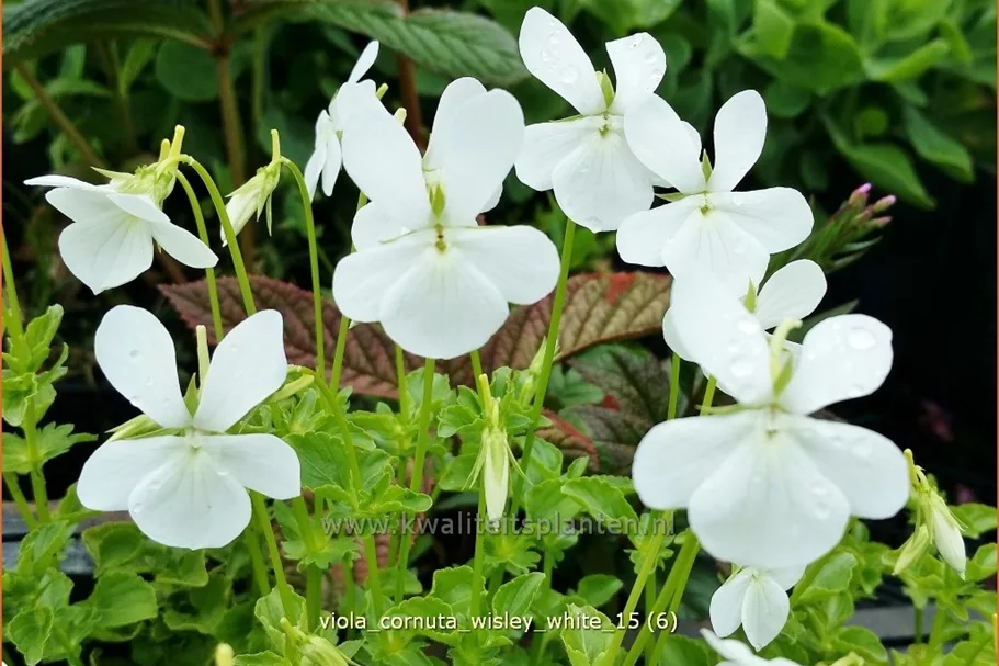 Viola cornuta 'Wisley White'