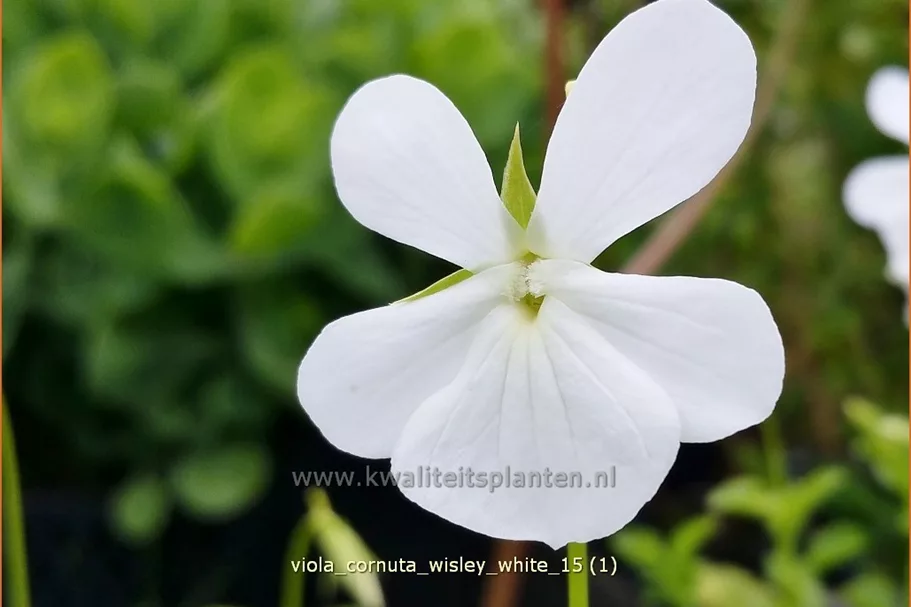 Viola cornuta 'Wisley White'