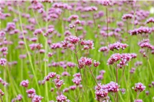 Verbena bonariensis