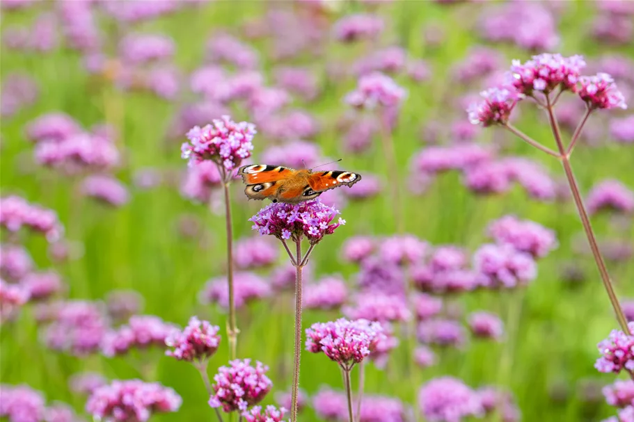 Verbena bonariensis