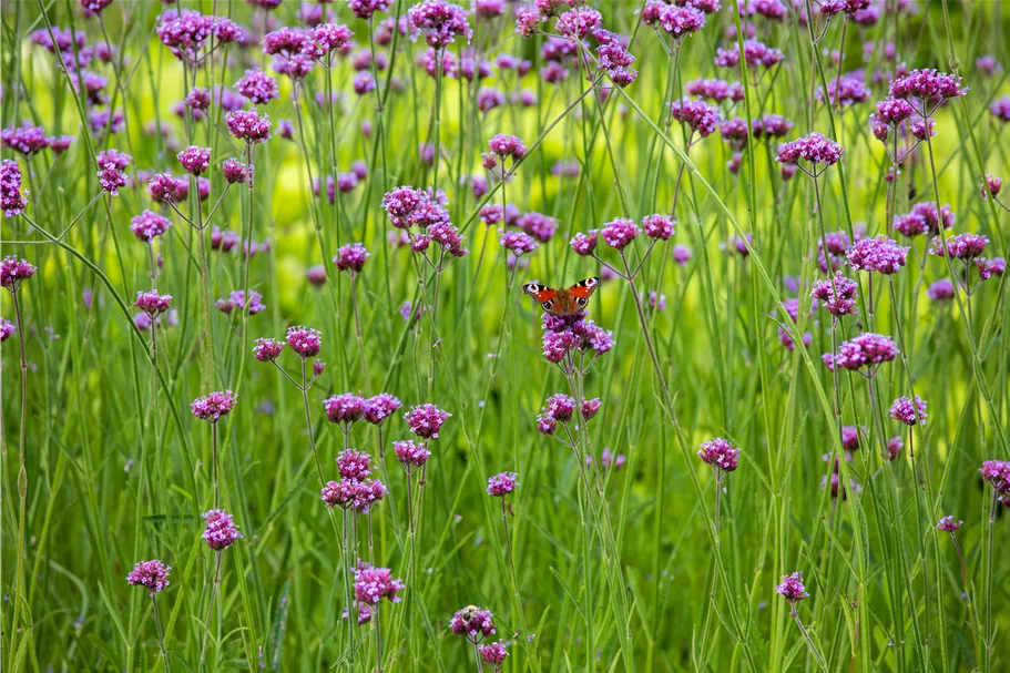Verbena bonariensis