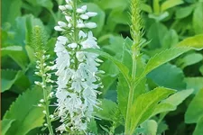 Veronica spicata 'Alba'