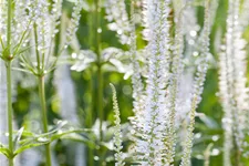 Veronica spicata 'Alba'