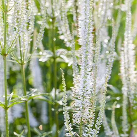 Veronica spicata 'Alba'