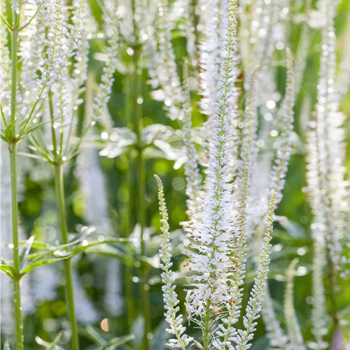 Veronica spicata 'Alba'