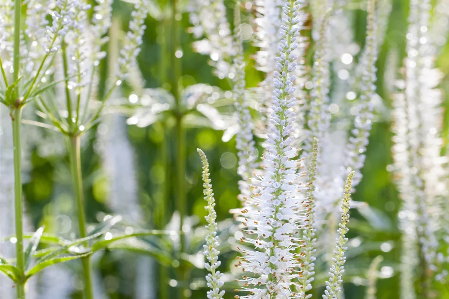 Veronica spicata 'Alba'