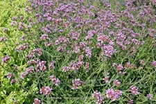 Verbena bonariensis 'Lollipop'