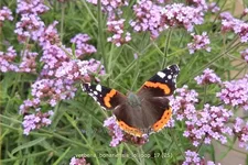 Verbena bonariensis 'Lollipop'