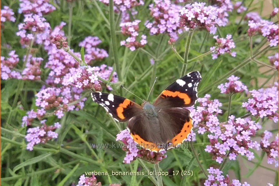 Verbena bonariensis 'Lollipop'