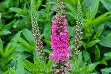 Veronica spicata 'Bubblegum Candles'