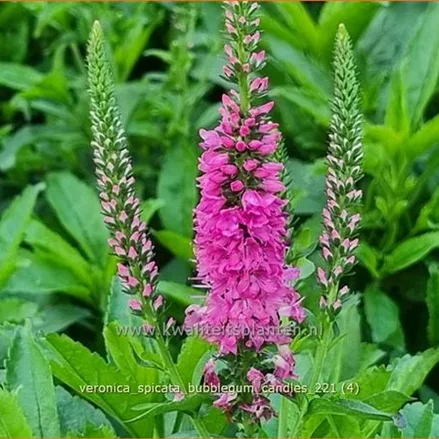 Veronica spicata 'Bubblegum Candles'