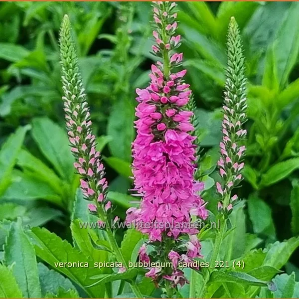 Veronica spicata 'Bubblegum Candles'