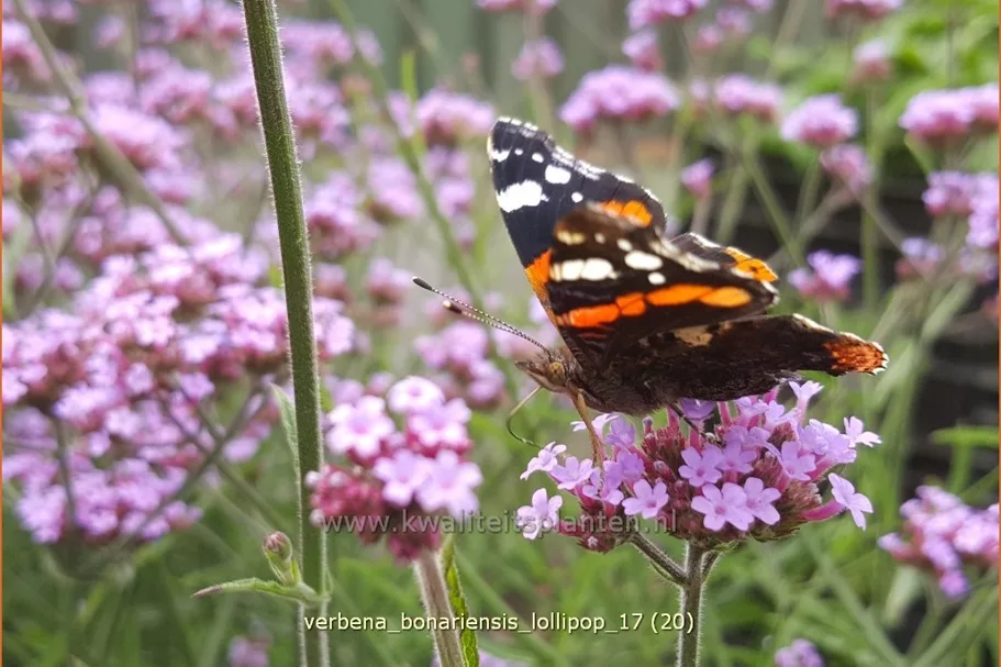 Verbena bonariensis 'Lollipop'