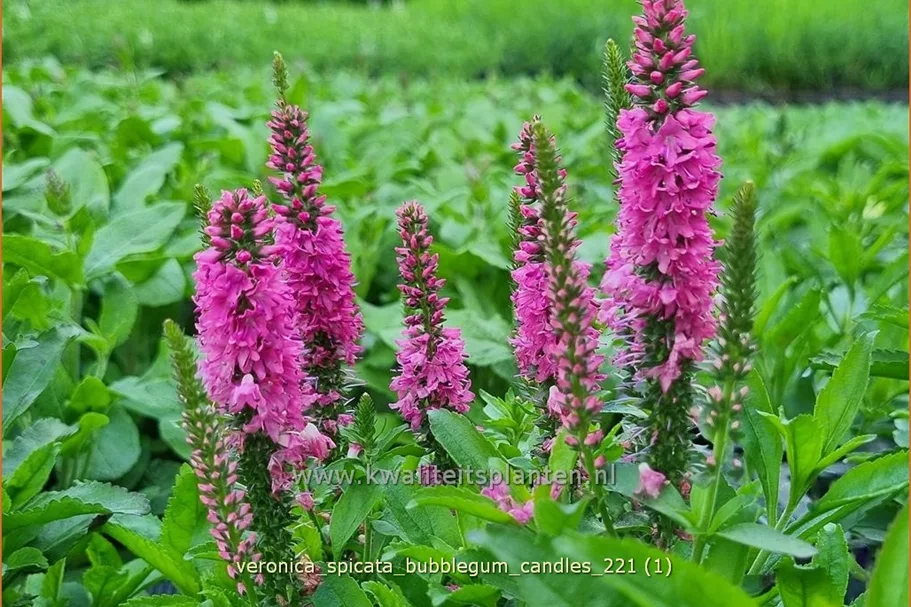 Veronica spicata 'Bubblegum Candles'