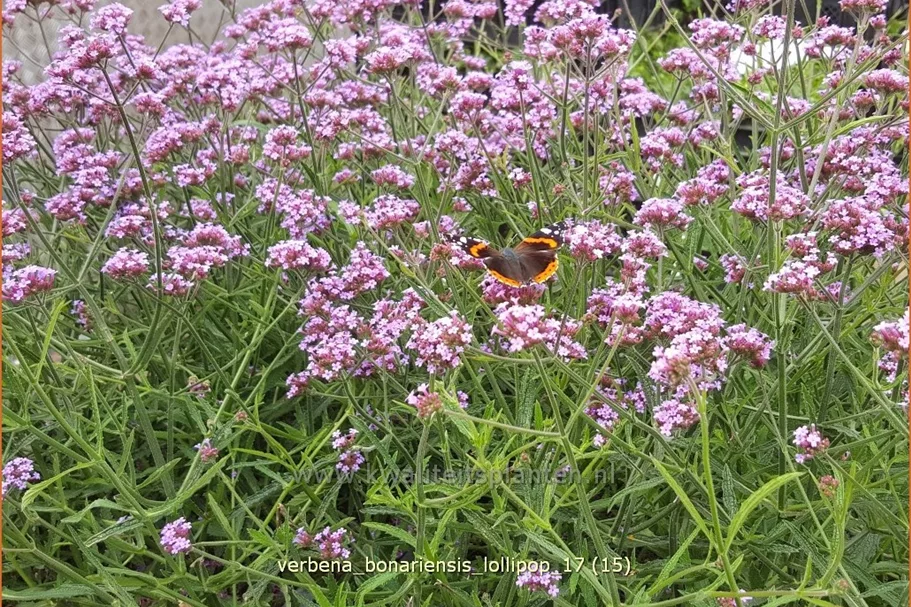 Verbena bonariensis 'Lollipop'