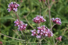 Verbena bonariensis 'Lollipop'