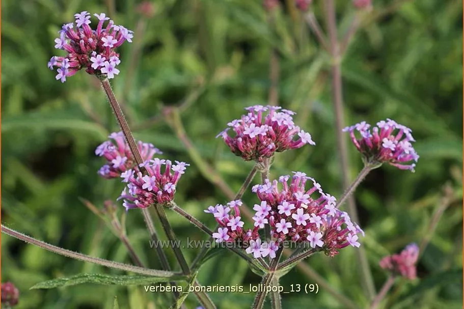 Verbena bonariensis 'Lollipop'
