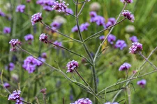 Verbena bonariensis 'Lollipop'
