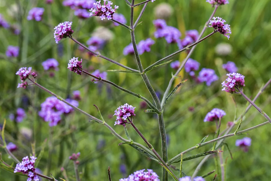 Verbena bonariensis 'Lollipop'
