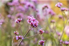 Verbena bonariensis 'Lollipop'