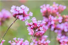 Verbena bonariensis 'Lollipop'