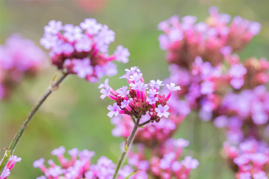 Verbena bonariensis 'Lollipop'