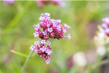 Verbena bonariensis 'Lollipop'