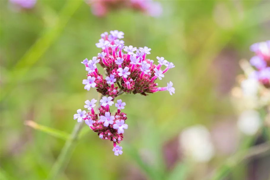 Verbena bonariensis 'Lollipop'