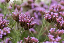 Verbena bonariensis 'Lollipop'