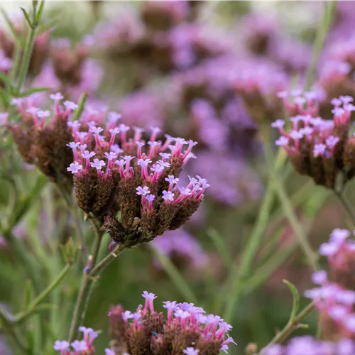 Verbena bonariensis 'Lollipop'