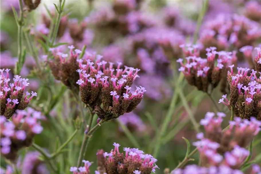 Verbena bonariensis 'Lollipop'