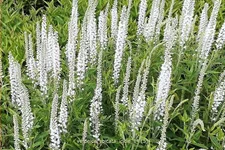 Veronica spicata 'Icicle'