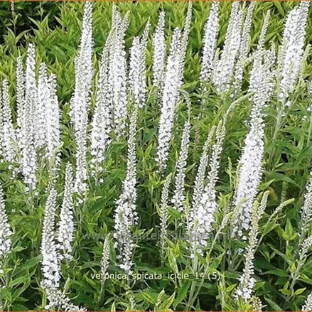Veronica spicata 'Icicle'