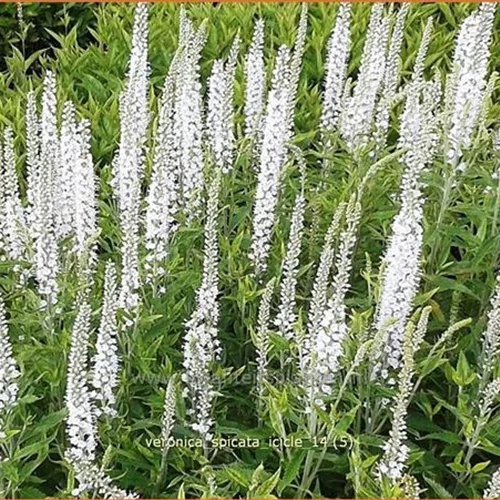 Veronica spicata 'Icicle'