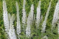 Veronica spicata 'Icicle'