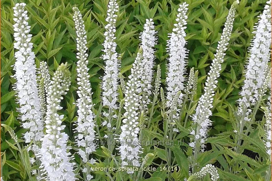 Veronica spicata 'Icicle'