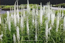 Veronica spicata 'Icicle'