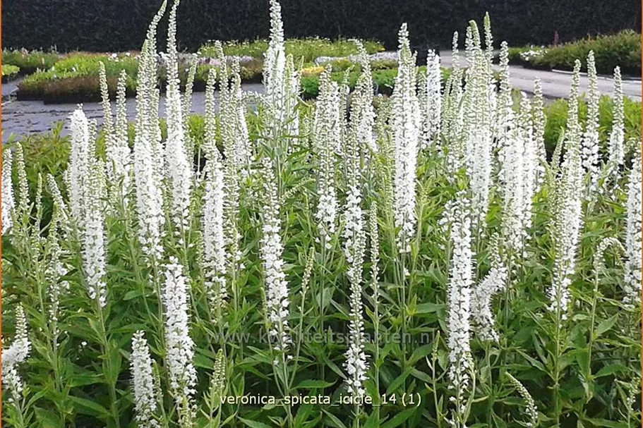 Veronica spicata 'Icicle'